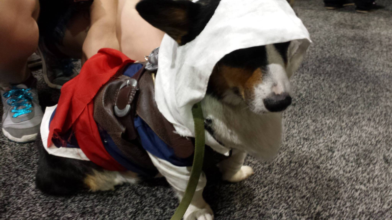 Illustration for article titled Had A Rough Day? Here's A Cosplaying Corgi